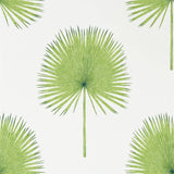 Fan Palm - 216636