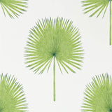 Fan Palm - 216636