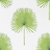 Fan Palm - 216636