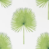 Fan Palm - 216636