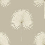 Fan Palm - 216637