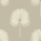 Fan Palm - 216637
