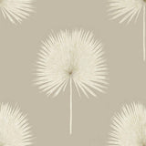 Fan Palm - 216637