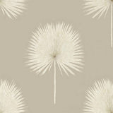 Fan Palm - 216637
