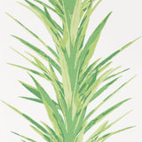 Yucca - 216649