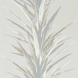 Yucca - 216650