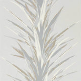 Yucca - 216650