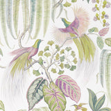Bird of Paradise - 216654