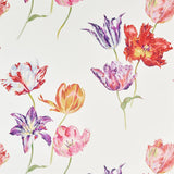 Tulipomania - 216666