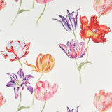 Tulipomania - 216666