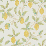 Lemon Tree - 216672