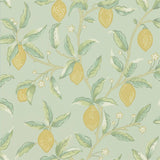 Lemon Tree - 216673