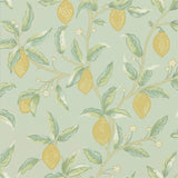 Lemon Tree - 216673