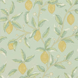 Lemon Tree - 216673
