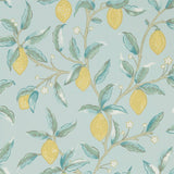 Lemon Tree - 216674