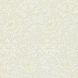 Chrysanthemum - 216823