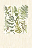Geonature - 366102