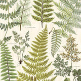 Geonature - 366104