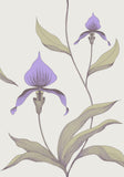 66/4024 - Orchid