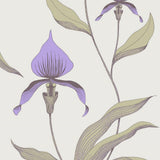 66/4024 - Orchid