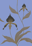 66/4030 - Orchid