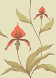 66/4033 - Orchid