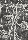 66/7046 - Cow Parsley