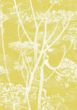 66/7051 - Cow Parsley