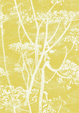 66/7051 - Cow Parsley