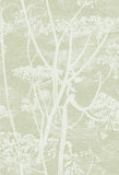 112/8029 - Cow Parsley 1