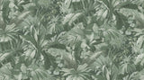 PALM LEAF c