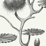 95/4020 - Lily 1