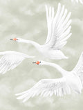 CLOUDS SWANS