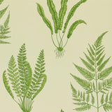Woodland Ferns - DAPGWO102