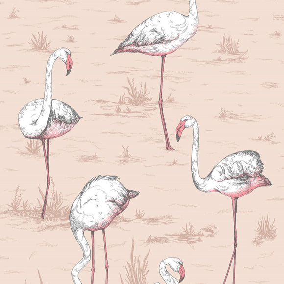 112/11039 - Flamingos