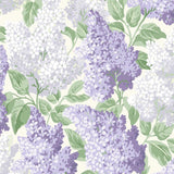115/1004 - Lilac