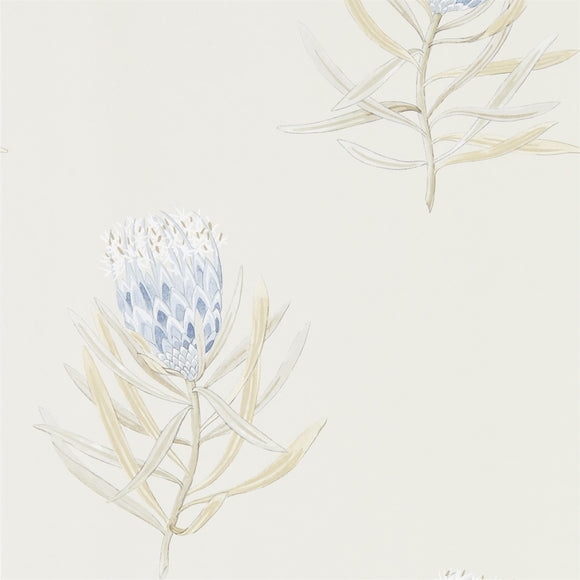 Protea Flower - 216327