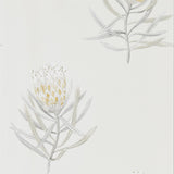 Protea Flower - 216328