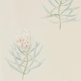 Protea Flower - 216329