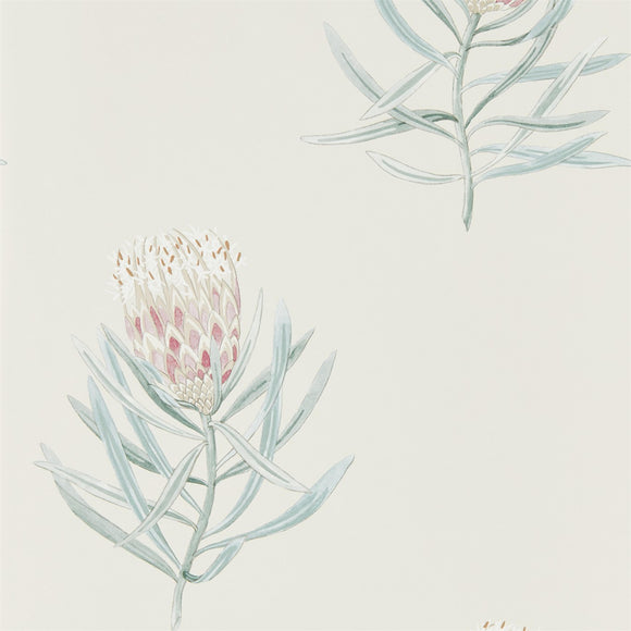 Protea Flower - 216330