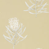 Protea Flower - 216331